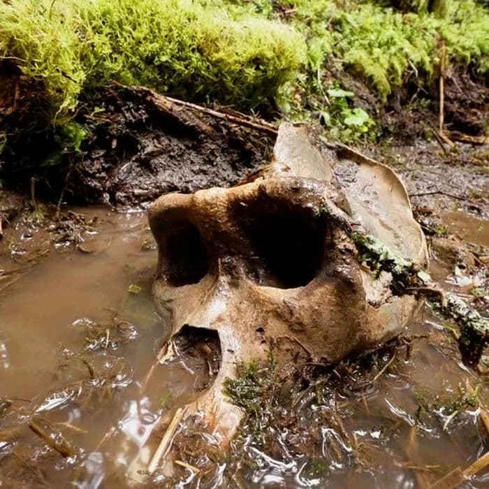 Cover Image for Intriguing Find in North American Forest: Massive Primate Skull Fuels Speculation on Bigfoot and Extraterrestrial Connections